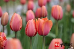 南京中山植物园部分郁金香早花品种开放