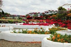 海口三角梅花展将恢复开园 10余万株三角梅激情绽放等你赏