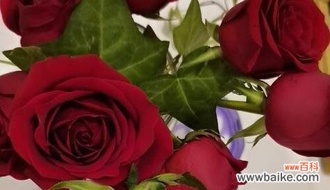 探索每一朵玫瑰的深意 26朵玫瑰的花语解读