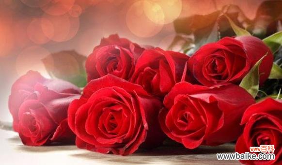 深入解读19朵玫瑰的花语 19朵玫瑰花语之意义与传承