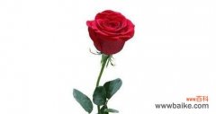 浪漫 20朵红玫瑰的花语及意义