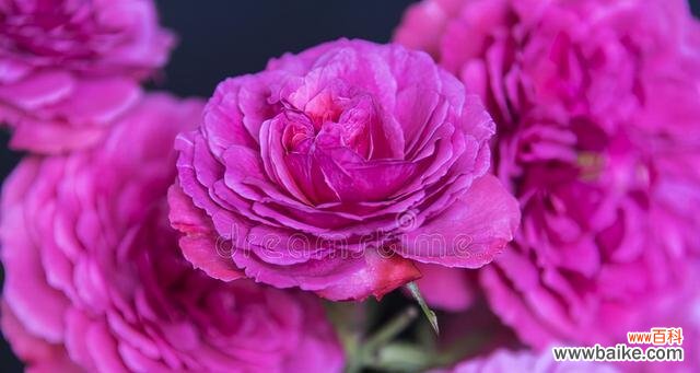 29朵玫瑰的特殊花语及表达方式 玫瑰花语解析