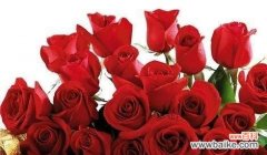 玫瑰的花语和象征 用30朵玫瑰诠释花语的意义