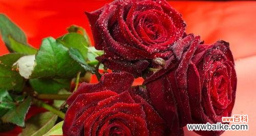 传递浓浓的爱意和承诺 33朵红玫瑰花的花语