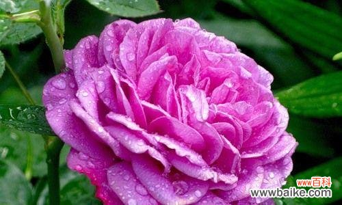 什么花象征自由?揭秘花语中代表自由的花卉有哪些?