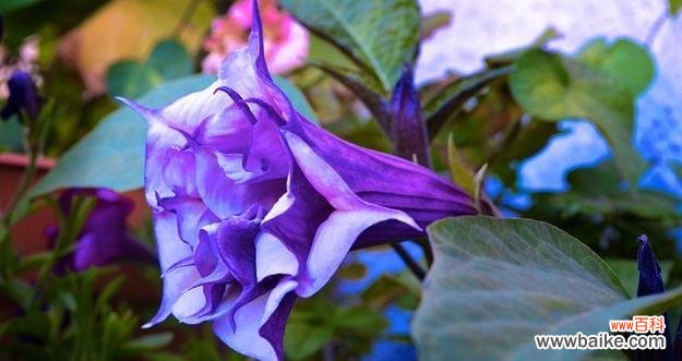 什么花的花语代表着诅咒？诅咒之花的含义是什么？