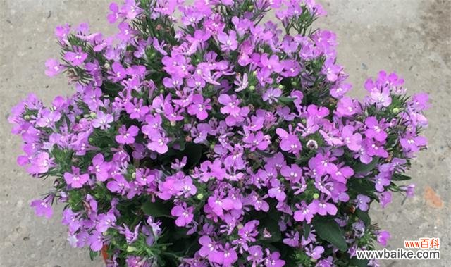 什么花代表尊重？花语中表达尊重的花卉有哪些？