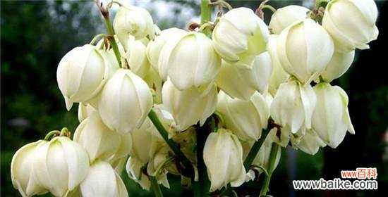 什么花代表做回自己？花语中寻找自我认同的花卉有哪些？