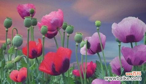 什么花代表忏悔？花语中忏悔的花有哪些？