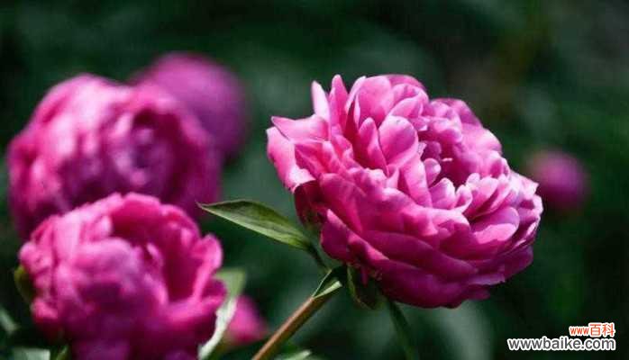 什么花代表忏悔？花语中忏悔的花有哪些？