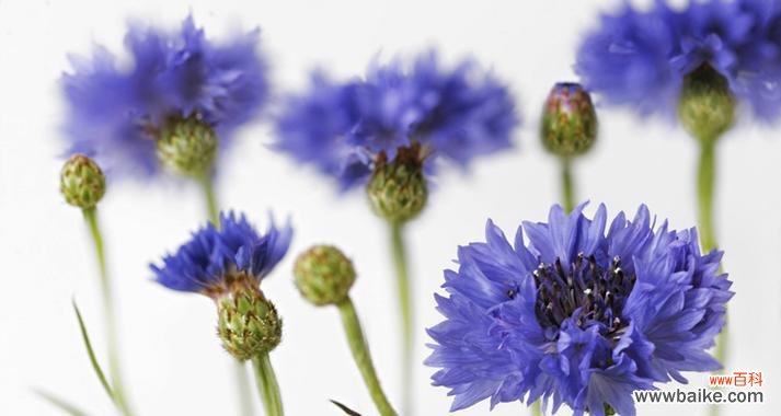 矢车菊代表什么？它的花语有哪些含义？