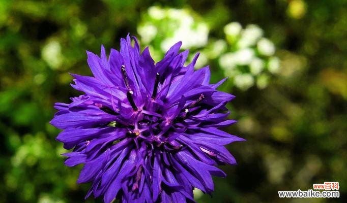 矢车菊代表什么？它的花语有哪些含义？