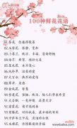 矢车菊代表什么？它的花语有哪些含义？