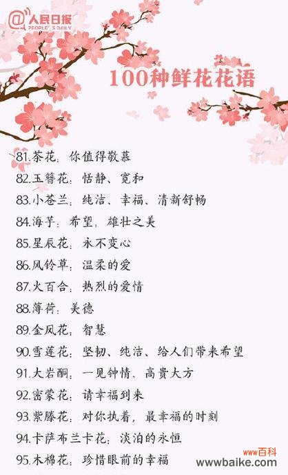 矢车菊代表什么？它的花语有哪些含义？