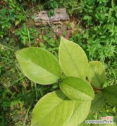 树叶代表什么象征意义？不同文化中树叶的含义有哪些差异？