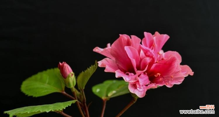 双生花代表什么？双生花的象征意义有哪些疑问？