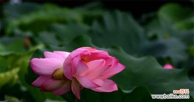 双生花代表什么？双生花的象征意义有哪些疑问？