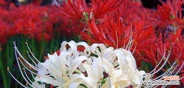 双生花代表什么？双生花的象征意义有哪些疑问？