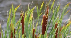 水草开花的寓意是什么？开花预示着什么常见问题解答？