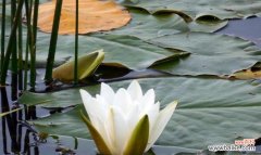 水草开花预示着什么意思？水草开花的含义是什么？