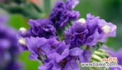 水晶草不同颜色代表什么花语？每种颜色的水晶草花语有何不同？