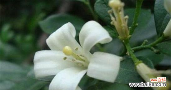 怡情养心,散发清香 夜来香——花语与意义