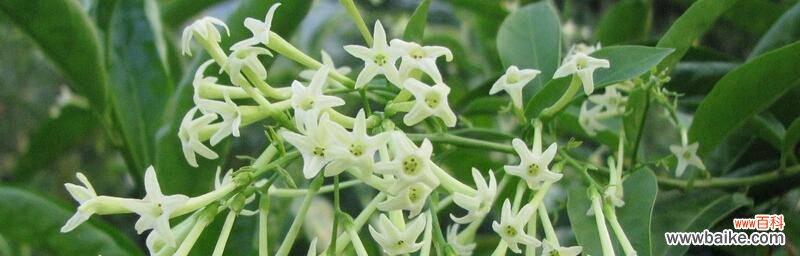 怡情养心,散发清香 夜来香——花语与意义