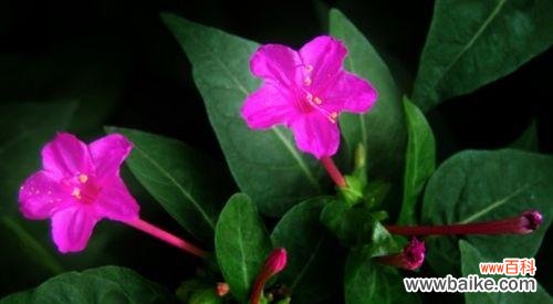 传说中的夜来香,花语是什么? 夜来香——花开绝艳、传承百年的传说