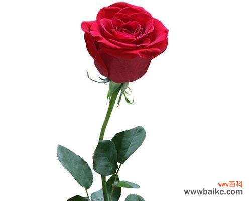 从1朵到99朵，了解玫瑰花的不同情感表达 解读不同数量的玫瑰花代表的含义