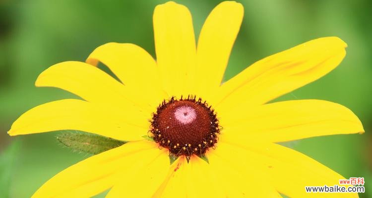 黑心菊盛开，情感难舍 黑心菊花语