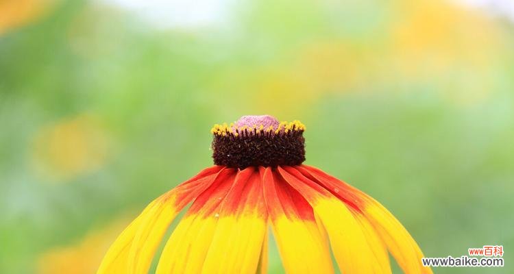 黑心菊盛开，情感难舍 黑心菊花语