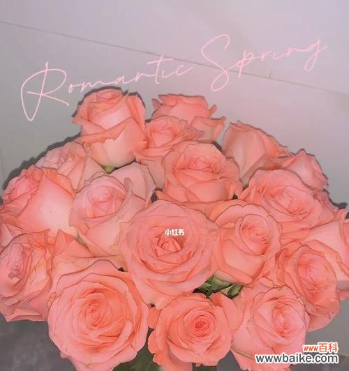 探寻粉色玫瑰的诗意与浪漫 粉色玫瑰花语