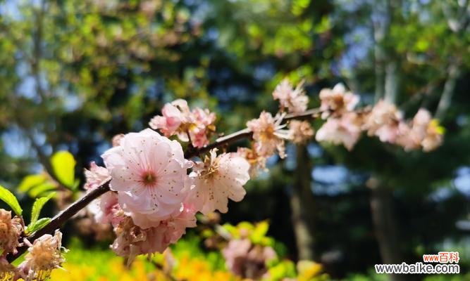 探寻樱花的秘密与含义 日本樱花的花语
