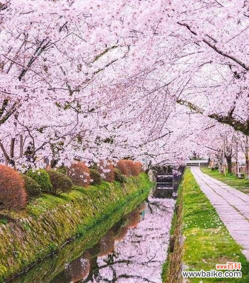 探寻樱花的秘密与含义 日本樱花的花语