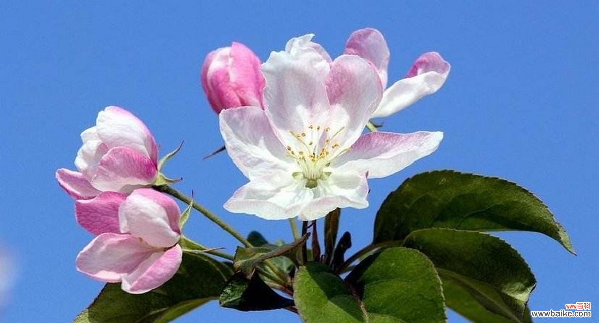 用花语向世界表达真情实感 海棠花语——传达出的情感和美