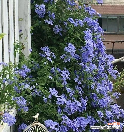 探究蓝雪花背后的意义与象征 解读蓝雪花的花语含义