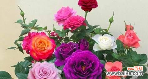 35朵玫瑰花束的意义解读与传达 浪漫的玫瑰花语