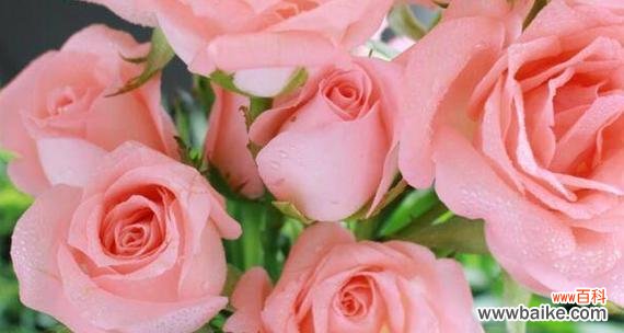 35朵玫瑰花束的意义解读与传达 浪漫的玫瑰花语