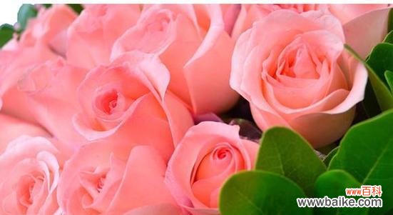用玫瑰传递心意的35种特殊含义 35朵玫瑰花语的深刻意义