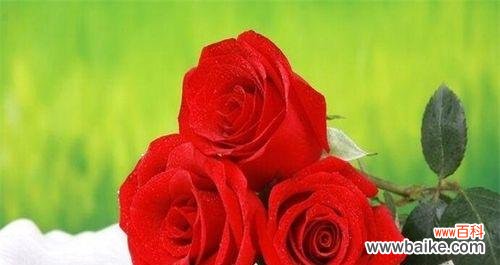 解读36朵玫瑰所代表的花语 浪漫花语