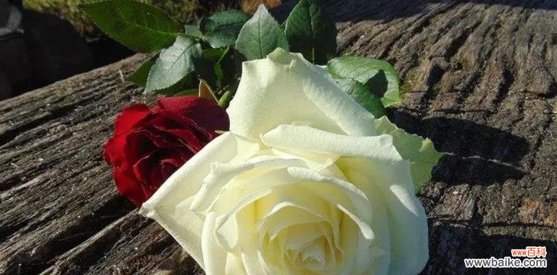 浪漫的玫瑰 43朵玫瑰的花语与意义