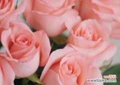 浓情款款的爱意与美好祝福 55朵玫瑰花花语的深意