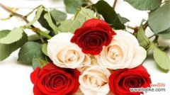 以浪漫为名 《爱的承诺——56朵玫瑰花花语的意义》