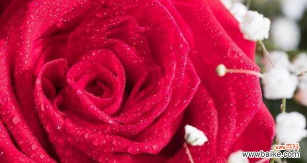 探寻玫瑰花的花语及其象征意义 五朵玫瑰花的花语传递的深情意义