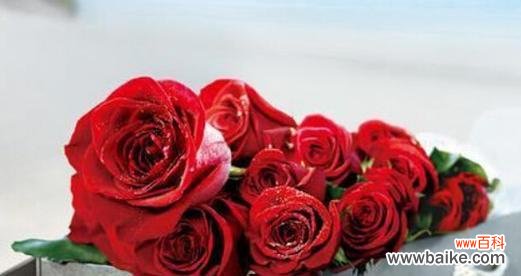 探寻玫瑰花语的各种含义与表达方式 62朵玫瑰的花语传递深情厚意