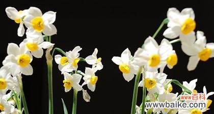 水仙花的花语是什么？它代表了哪些意义？