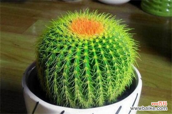 最旺宅的植物有哪些？十种旺宅又招财植物介绍