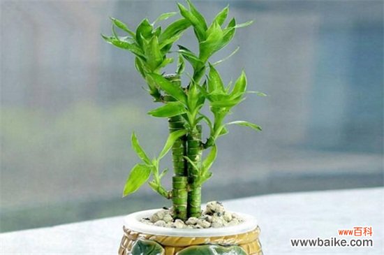 最旺宅的植物有哪些？十种旺宅又招财植物介绍