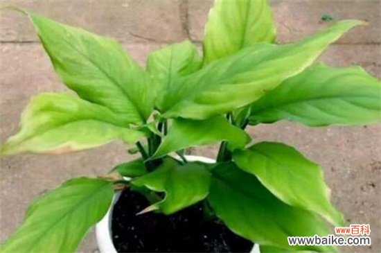 最旺宅的植物有哪些？十种旺宅又招财植物介绍