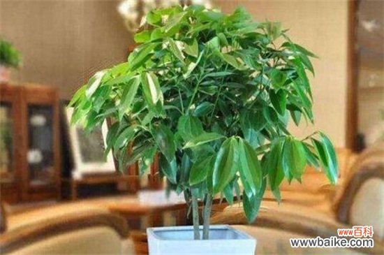 最旺宅的植物有哪些？十种旺宅又招财植物介绍